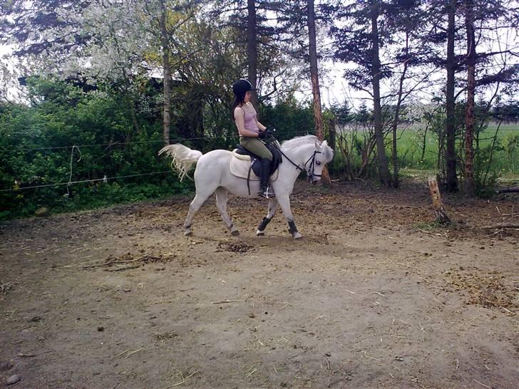 Welsh Mountain (sec A) Lo-pré Blue billede 8