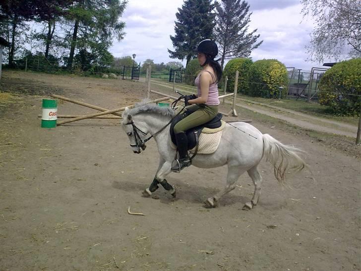 Welsh Mountain (sec A) Lo-pré Blue billede 9