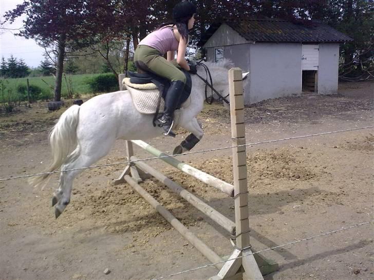 Welsh Mountain (sec A) Lo-pré Blue billede 10