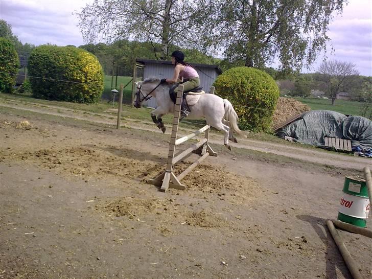 Welsh Mountain (sec A) Lo-pré Blue billede 11