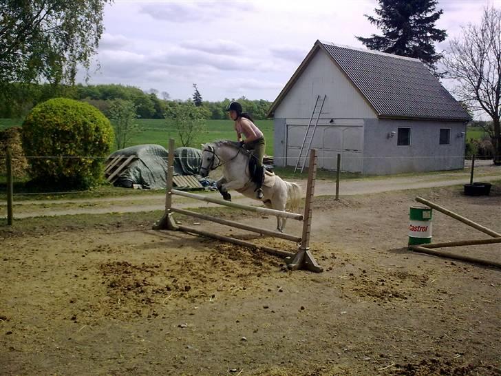 Welsh Mountain (sec A) Lo-pré Blue billede 12