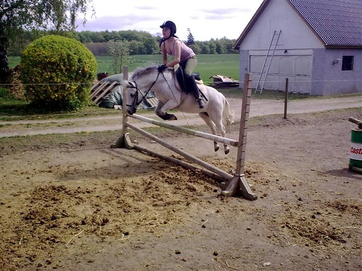 Welsh Mountain (sec A) Lo-pré Blue billede 14