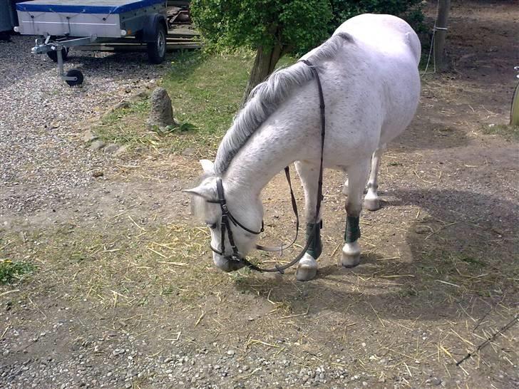 Welsh Mountain (sec A) Lo-pré Blue billede 15