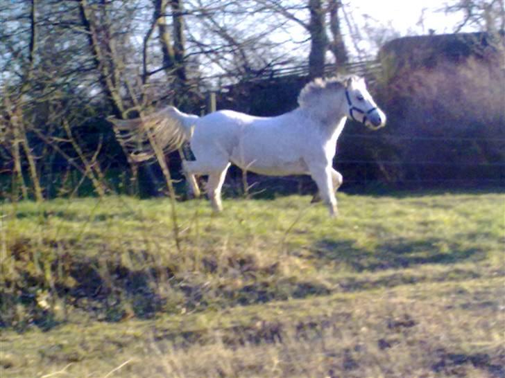 Welsh Mountain (sec A) Lo-pré Blue billede 16