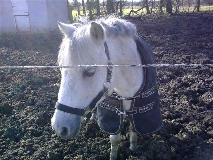 Welsh Mountain (sec A) Lo-pré Blue billede 17