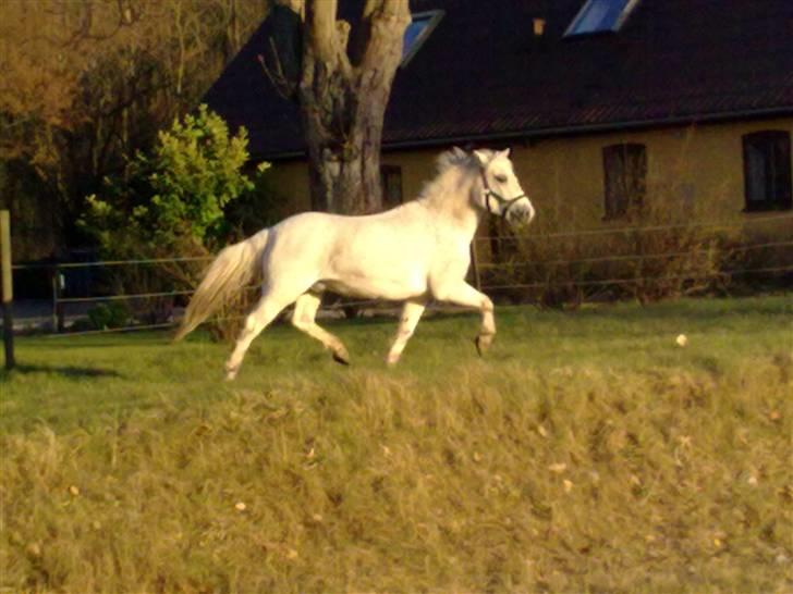 Welsh Mountain (sec A) Lo-pré Blue billede 18