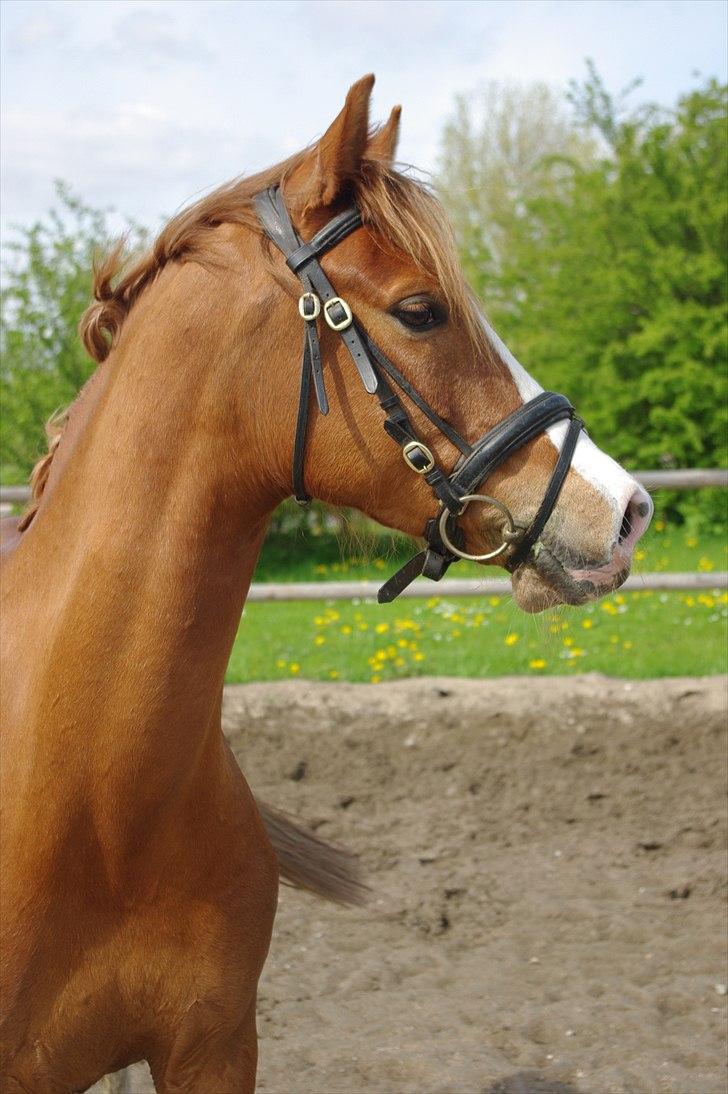 DSP Son of a Bitsch - #2# billede 2