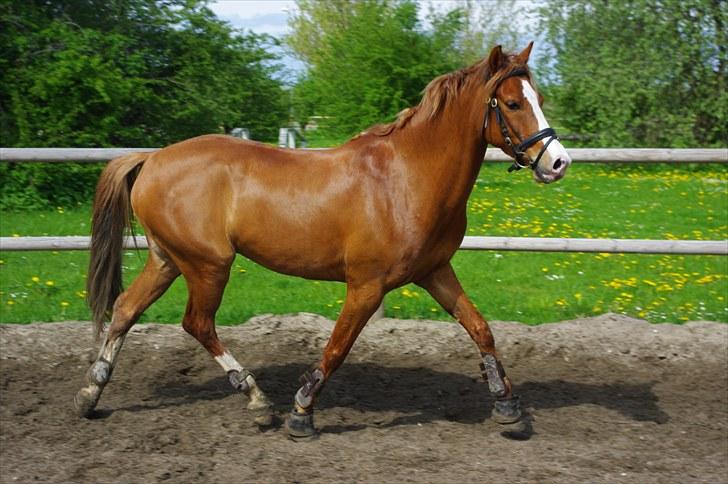 DSP Son of a Bitsch - #3# billede 3