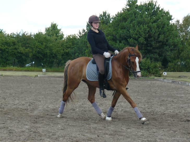 DSP Son of a Bitsch - #7# Gammelt dressur billed. (: billede 6