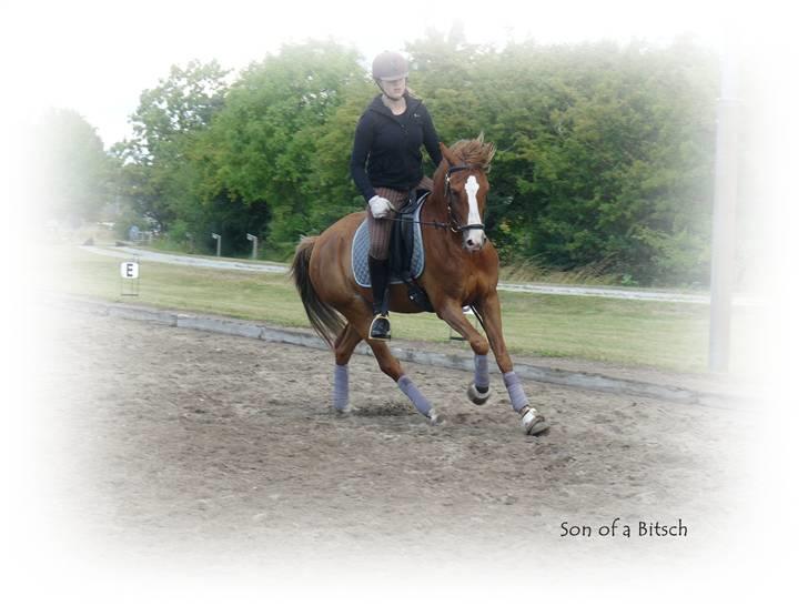 DSP Son of a Bitsch - #8# gammelt. :-) billede 7