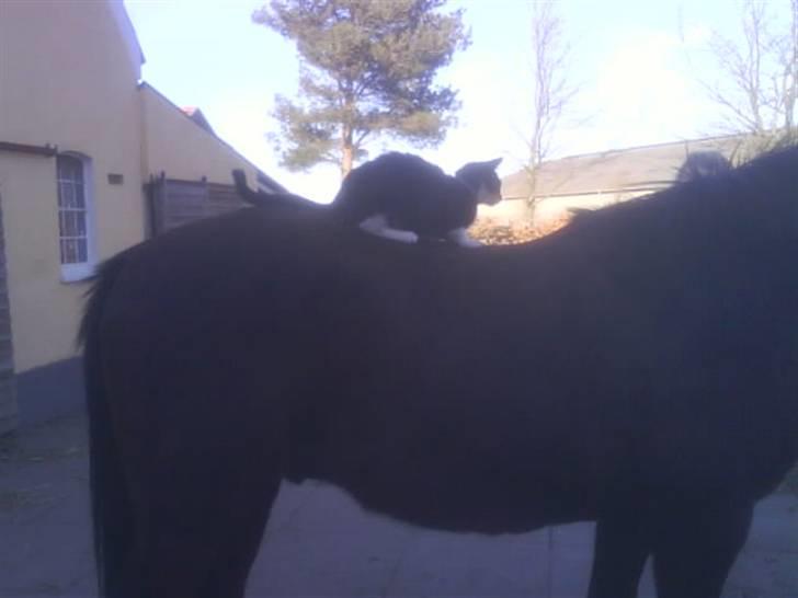 New Forest Sheridon - vi skulle da lige prøve at have en kat på ryggen også :D billede 12