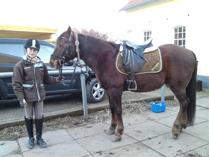 New Forest Sheridon - så er vi sadlet op til en dressur time <3 billede 13