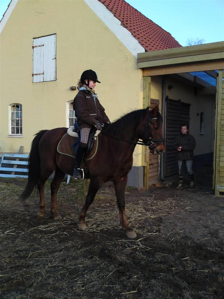 New Forest Sheridon - så er vi igang <33 billede 14