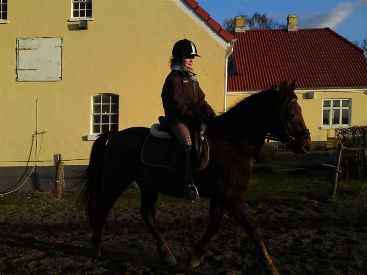 New Forest Sheridon - elsker det billede <3 billede 15