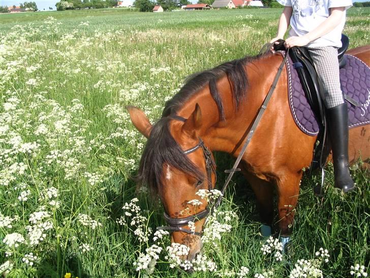 Anden særlig race Stardust(Duddi) billede 8