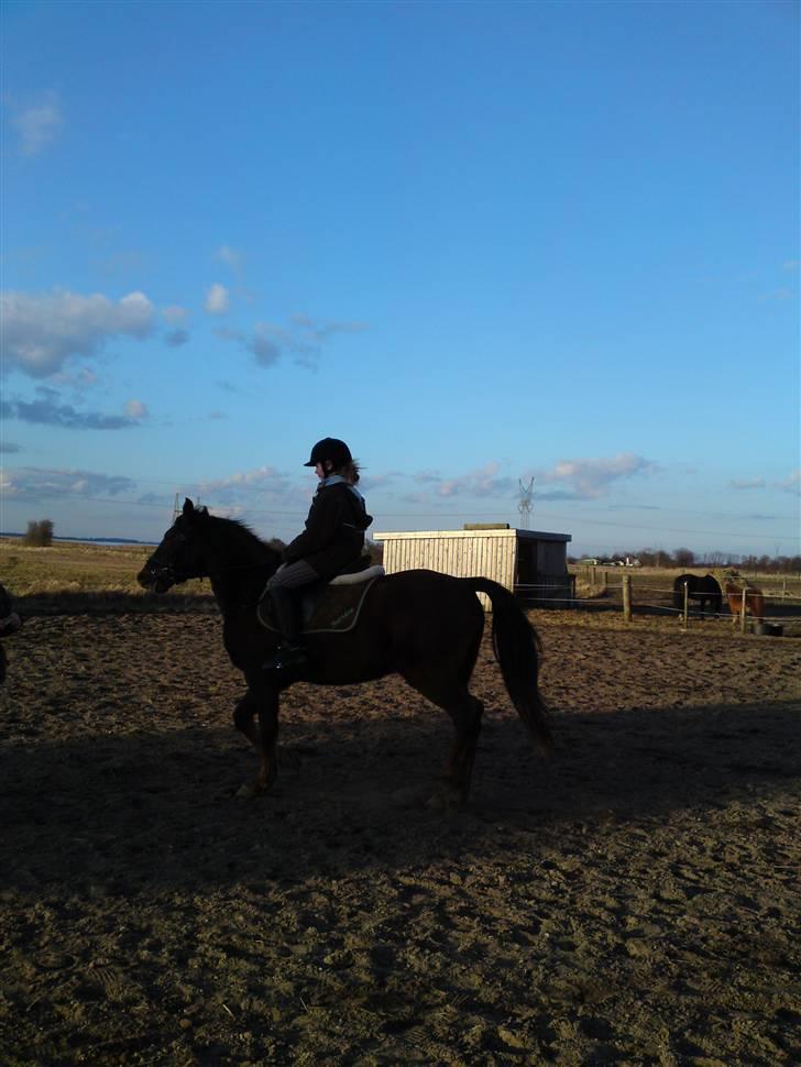 New Forest Sheridon - :D billede 16