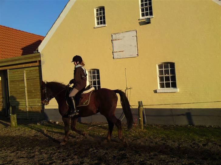 New Forest Sheridon - <3 elsker ham han betyder så meget for mig <3 billede 17