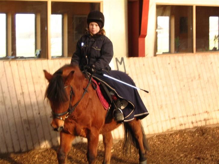 Anden særlig race Stardust(Duddi) billede 10