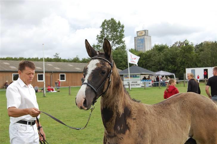 Dansk Varmblod Højgårds Ib - Højgårds Ib <3 - Grim hest, som er ved at tabe følpelsen. :) Foto: MLH-foto billede 1