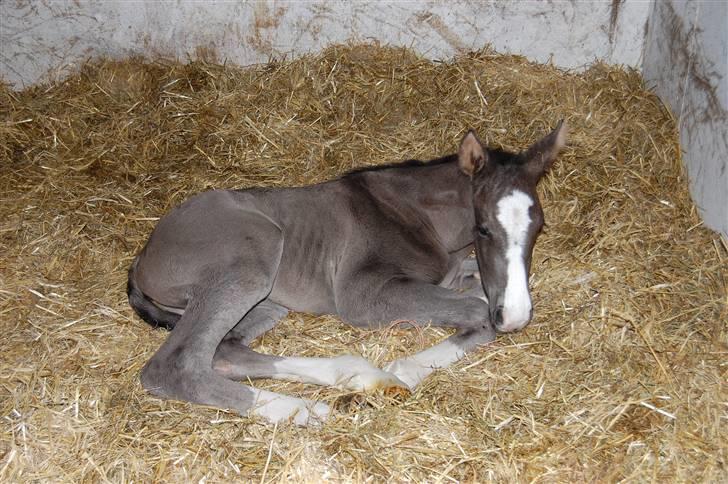 Dansk Varmblod Højgårds Ib - 1 dag gammel :D Foto: MLH-foto billede 2