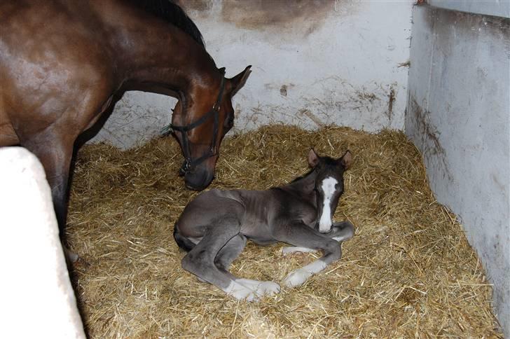 Dansk Varmblod Højgårds Ib - IB <3 Foto: MLH-foto billede 3