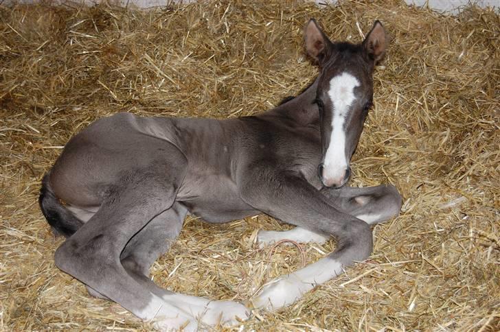 Dansk Varmblod Højgårds Ib - Foto: MLH-foto billede 4