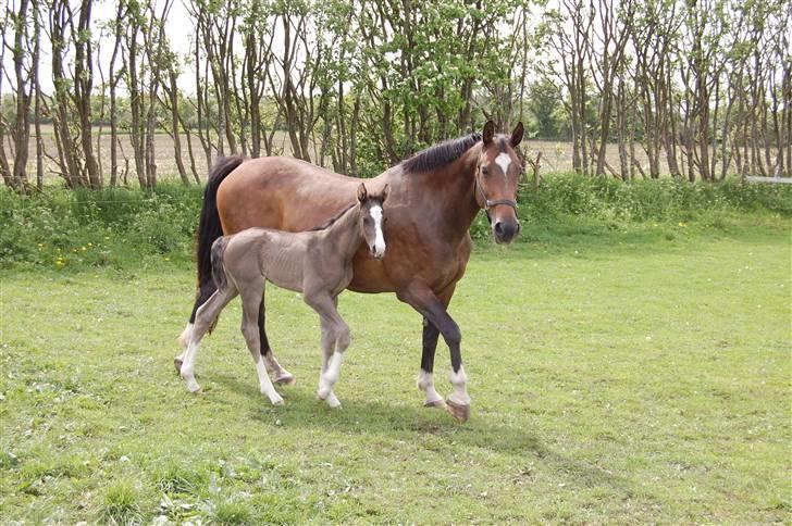 Dansk Varmblod Højgårds Ib - Sila og Ib (: Foto: MLH-foto billede 5