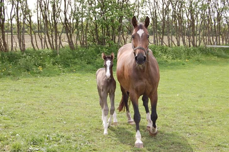 Dansk Varmblod Højgårds Ib - Sila og Ib (: Foto: MLH-foto billede 6