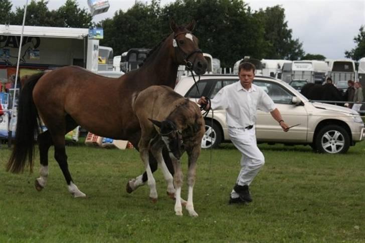 Dansk Varmblod Højgårds Ib - Følskue. Foto: Annemette Nielsen billede 7