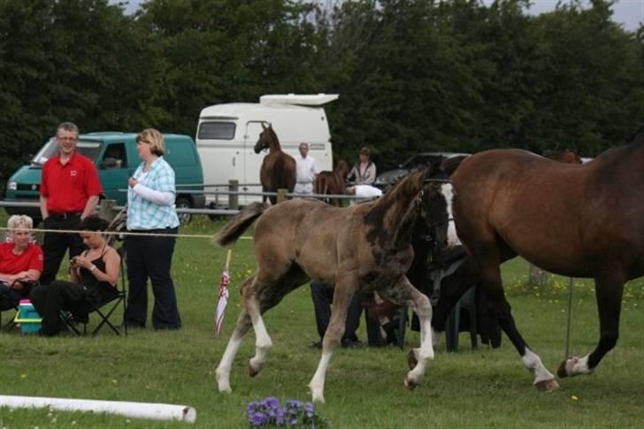 Dansk Varmblod Højgårds Ib - Følskue. Foto: Annemette Nielsen billede 9