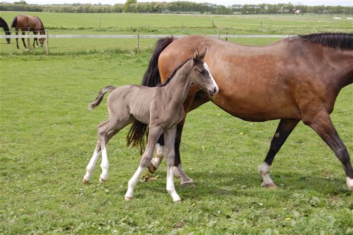 Dansk Varmblod Højgårds Ib - Sila og Ib (: Foto: MLH-foto billede 10
