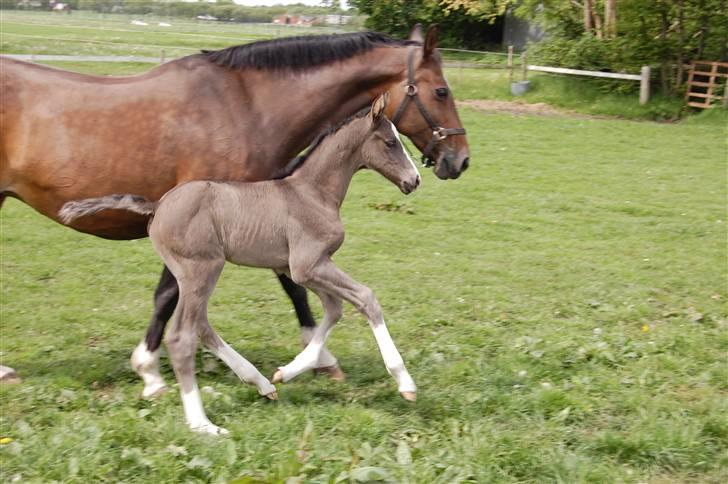 Dansk Varmblod Højgårds Ib - Sila og Ib (: Foto: MLH-foto billede 11