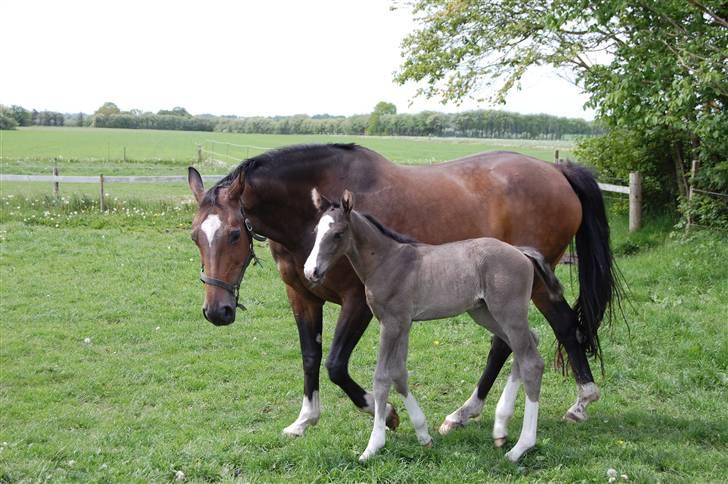 Dansk Varmblod Højgårds Ib - Sila og Ib (: Foto: MLH-foto billede 12
