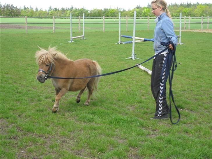 Shetlænder Sebek<33 billede 16