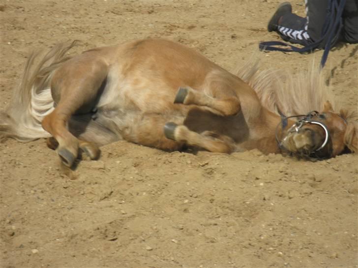 Shetlænder Sebek<33 billede 17