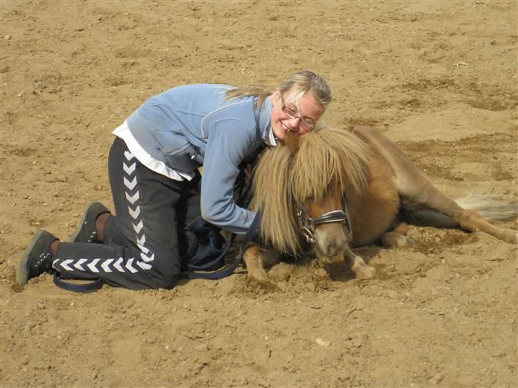 Shetlænder Sebek<33 billede 18