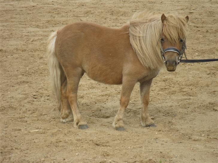 Shetlænder Sebek<33 billede 19