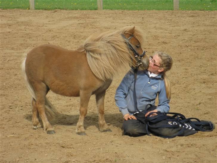 Shetlænder Sebek<33 billede 20