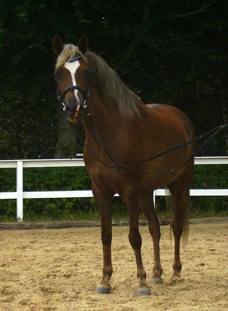 Welsh Pony (sec B) | Amigo Bluebell | - 1 Foto : Emilie Pedersen. billede 1