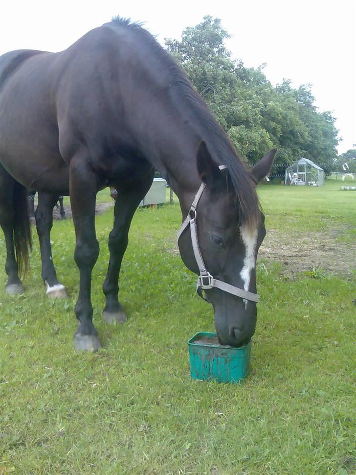 Anden særlig race Fury *aflivet 28/12 2015* <3<3 billede 7