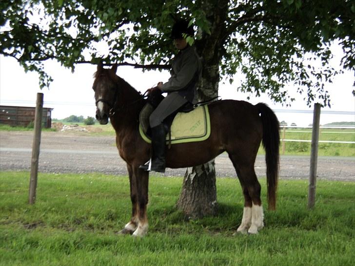 Welsh Pony (sec B) Snif - #1    Velkommen til Sniffes Profil :) billede 1