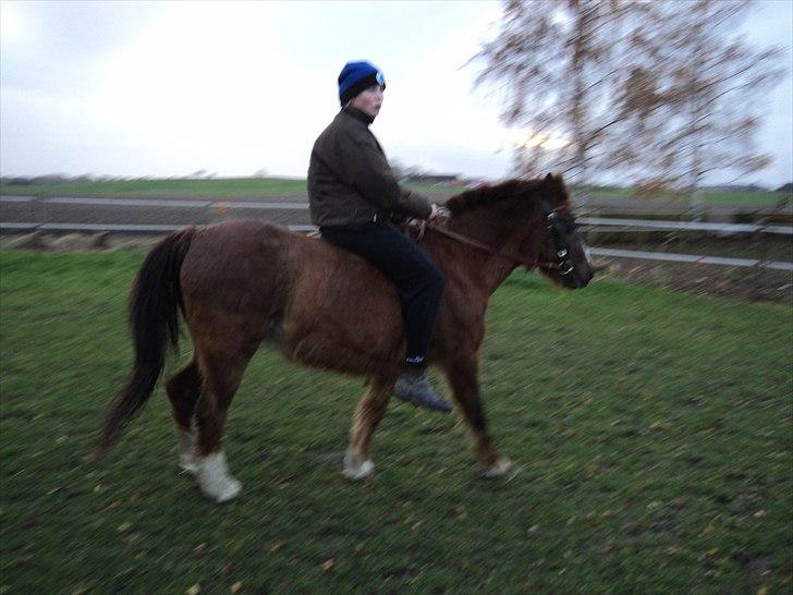 Welsh Pony (sec B) Snif - #2     Line og sniffer : D billede 2