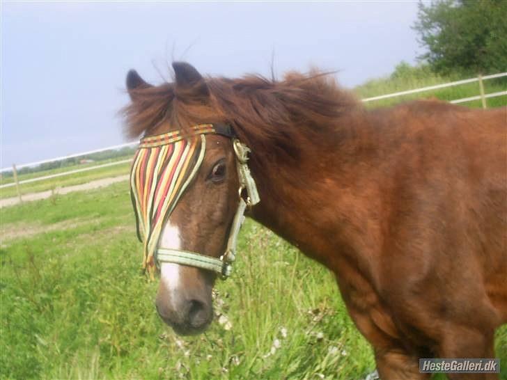 Welsh Pony (sec B) Snif - #3     snif blev vidst lidt forskræket, da jeg tog et billede af hende : ) <3 billede 3