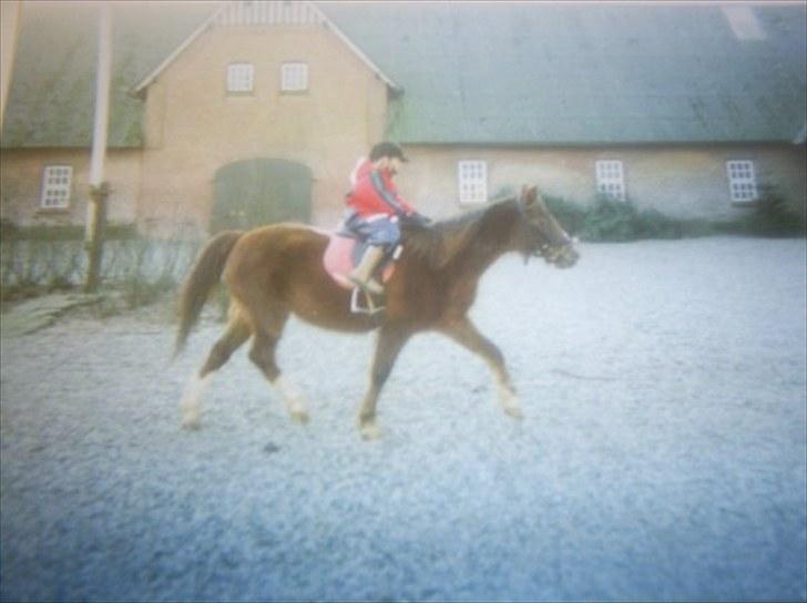 Welsh Pony (sec B) Snif - #4       fra den gang jeg skulle prøve snif. jeg var 8 år    (billedet er lidt sløret) billede 4
