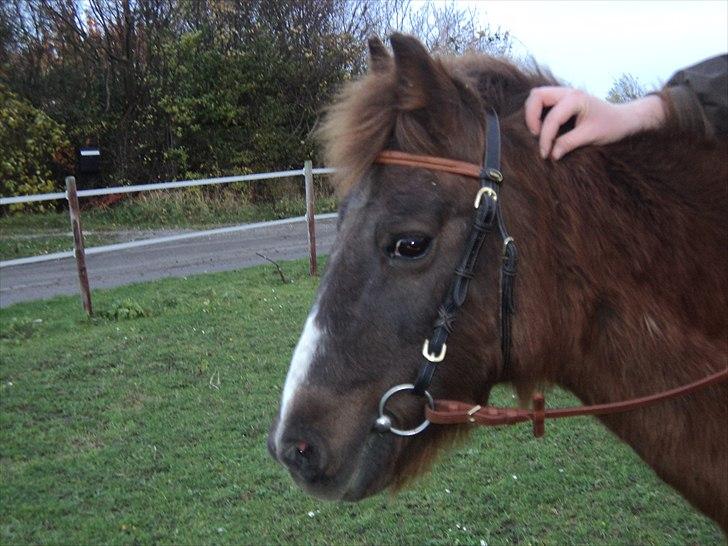 Welsh Pony (sec B) Snif - #5     sniffer< 3. hygge dag med line billede 5