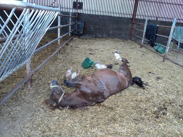 Welsh Pony (sec B) Snif - #6     rulle tur<3 billede 6