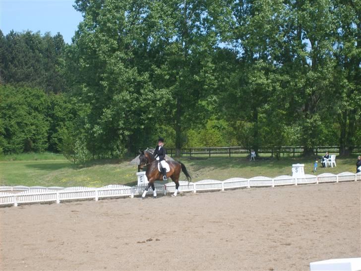 Dansk Varmblod Raimona (gl. part) - Lc2 i Ohr.:) Fin nok, Vi måtte desværre melde fra den sidste klasse pga. sadlen lå forkert på hende ;/ billede 14