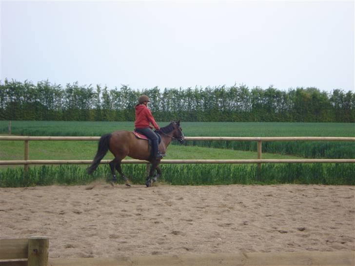 Anden særlig race fnuggi*solgt* billede 8