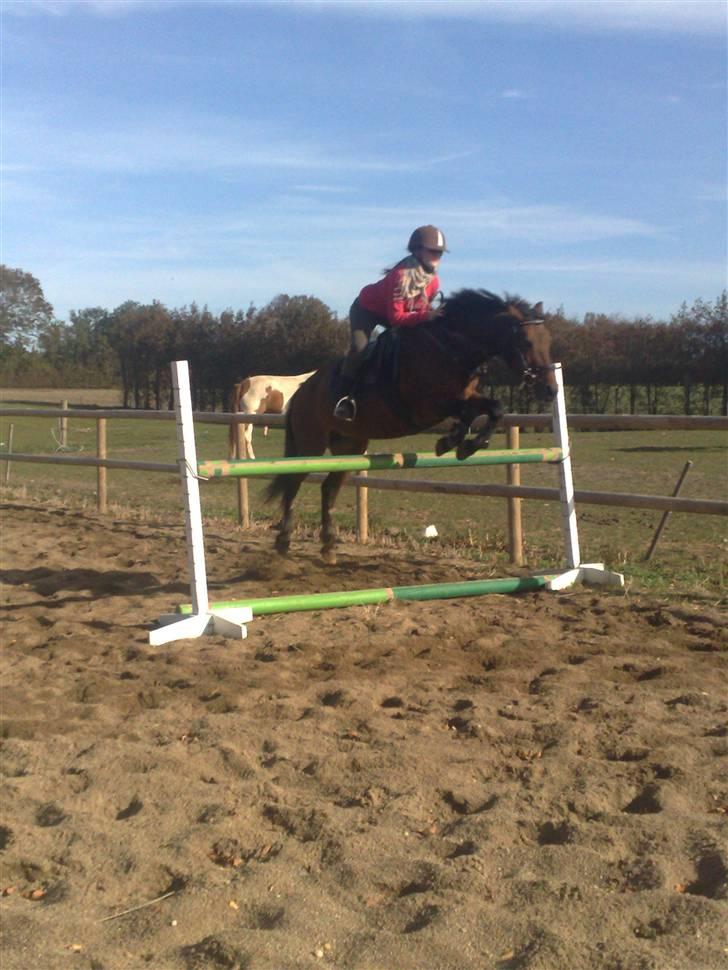 Anden særlig race fnuggi*solgt* billede 9