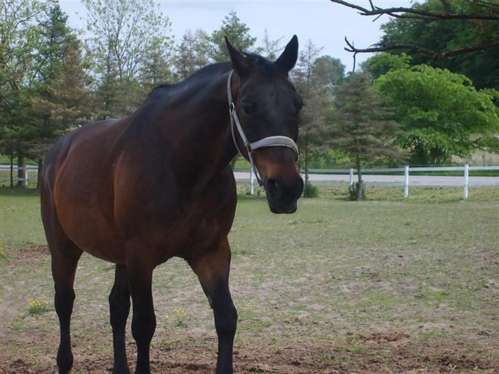 Dansk Varmblod Raimona (gl. part) - Mule på folden :)  billede 15